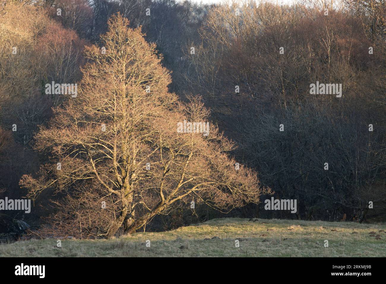 Der Afon Llugwy fließt durch Capel Curig, Conwy, Cymru, Großbritannien Stockfoto