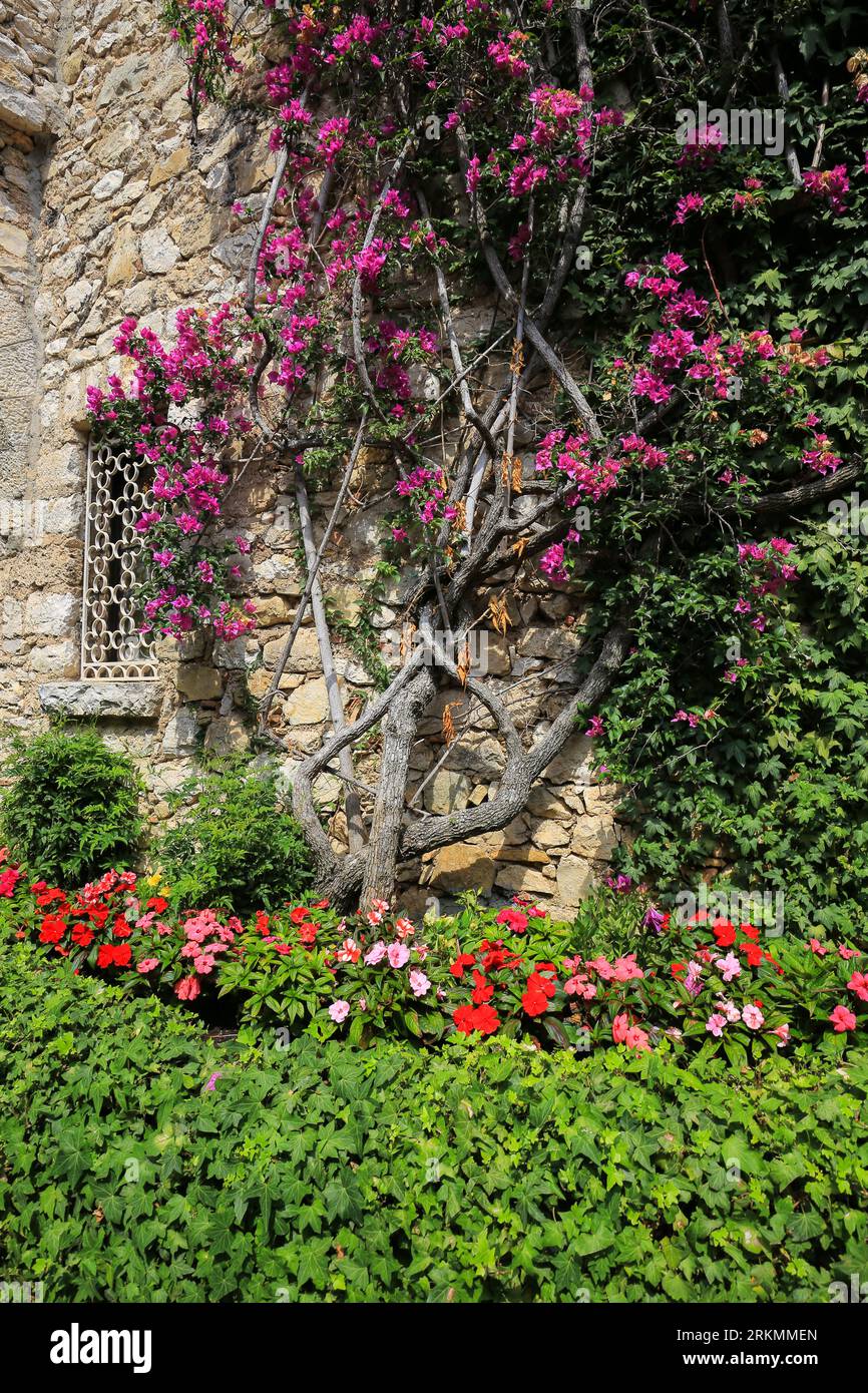 Blühender Baum an der Wand eines alten Gebäudes in der Stadt Eze, Frankreich Stockfoto