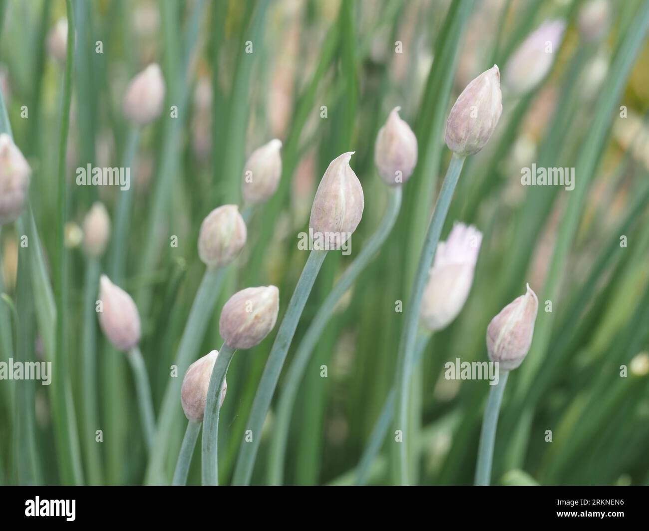 Schnittlauchblütenknospen. Wissenschaftliche Bezeichnung: Allium schoenoprasum. Höhere Klassifizierung: Allium. Familie: Amaryllidaceae. Bestellung: Asparagales. Königreich: Plantae. Stockfoto