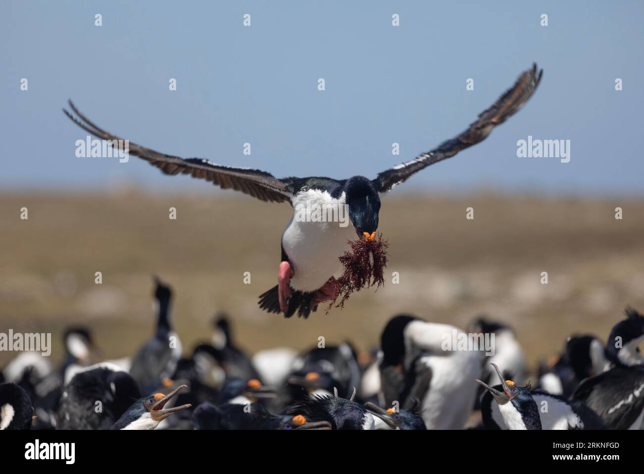 Ein Königskormoran, Leucocarbo (atriceps) albiventer, auch bekannt als Weissbauchhag, Imperial Shag, Imperial Cormorant, er fliegt in seine Kolonie und trägt Seetang Stockfoto