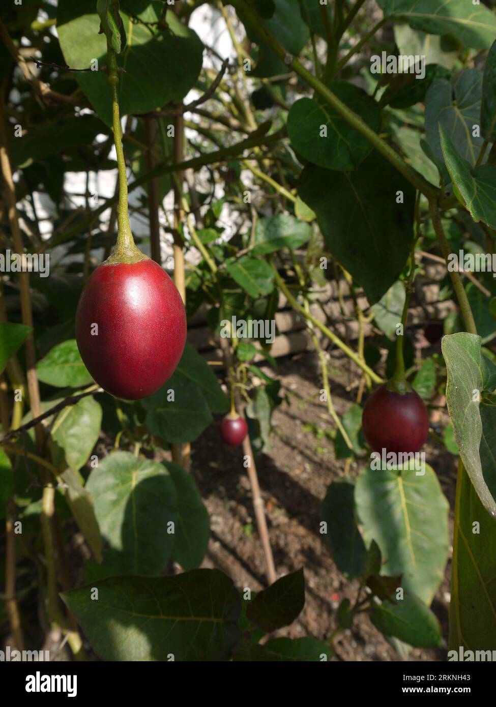 Par, Cornwall, Großbritannien - März 26 2022: Tamarillo Fruit (Solanum betaceum) in the Glasshouse at Tregrehan Garden Stockfoto