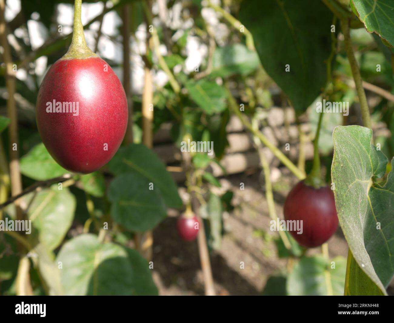 Par, Cornwall, Großbritannien - März 26 2022: Ein fruchtiger Tamarillo-Baum (Solanum betaceum) im Glashaus im Tregrehan Garden Stockfoto