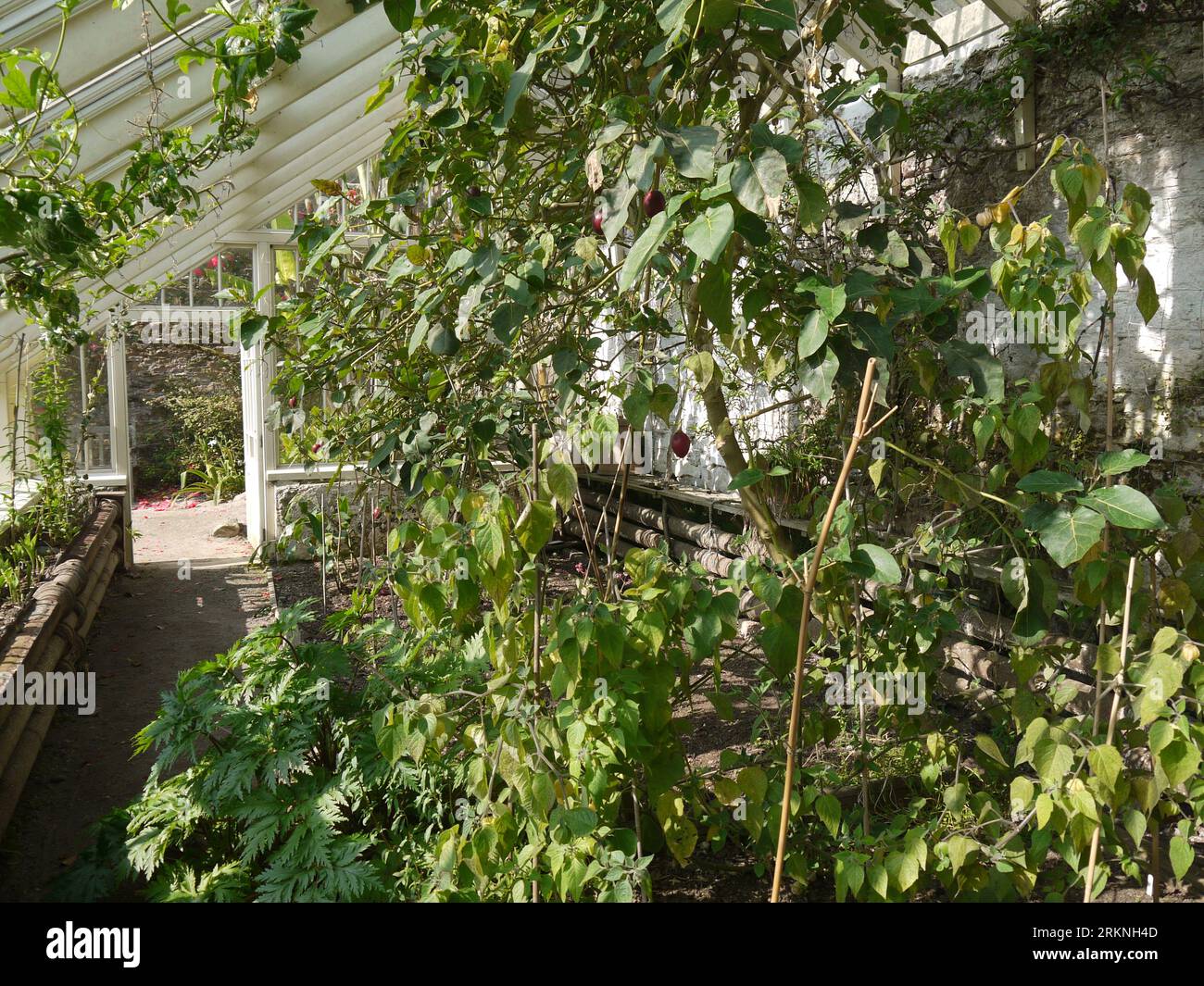Par, Cornwall, Großbritannien - März 26 2022: Ein fruchtiger Tamarillo-Baum (Solanum betaceum) im Glashaus im Tregrehan Garden Stockfoto