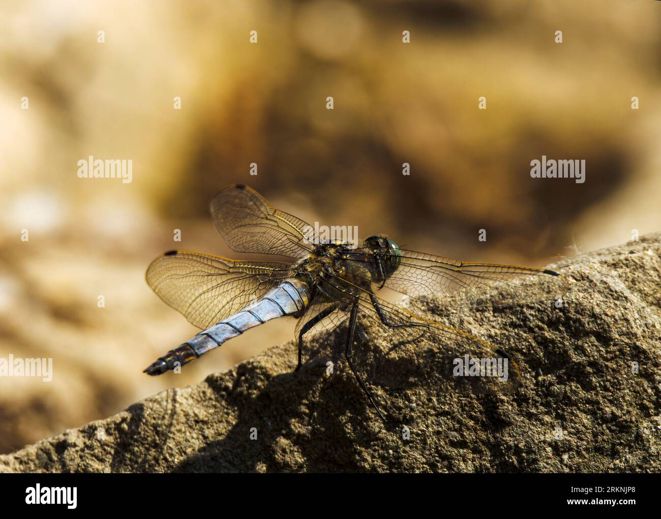 UNSERE VÖGEL, INSEKTEN, BLUMEN, BÄUME Stockfoto