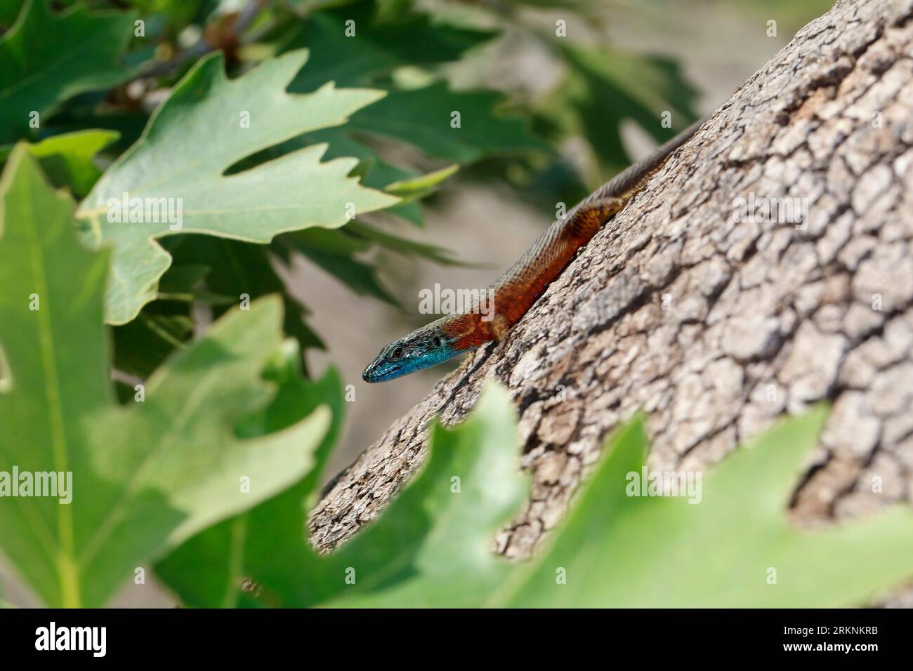 Blaukehleidechse, dalmatinische Algyroides (Algyroides nigropunctatus, Algiroides nigropunctatus), männlich in Zuchtfärbung an einem Baum Stockfoto