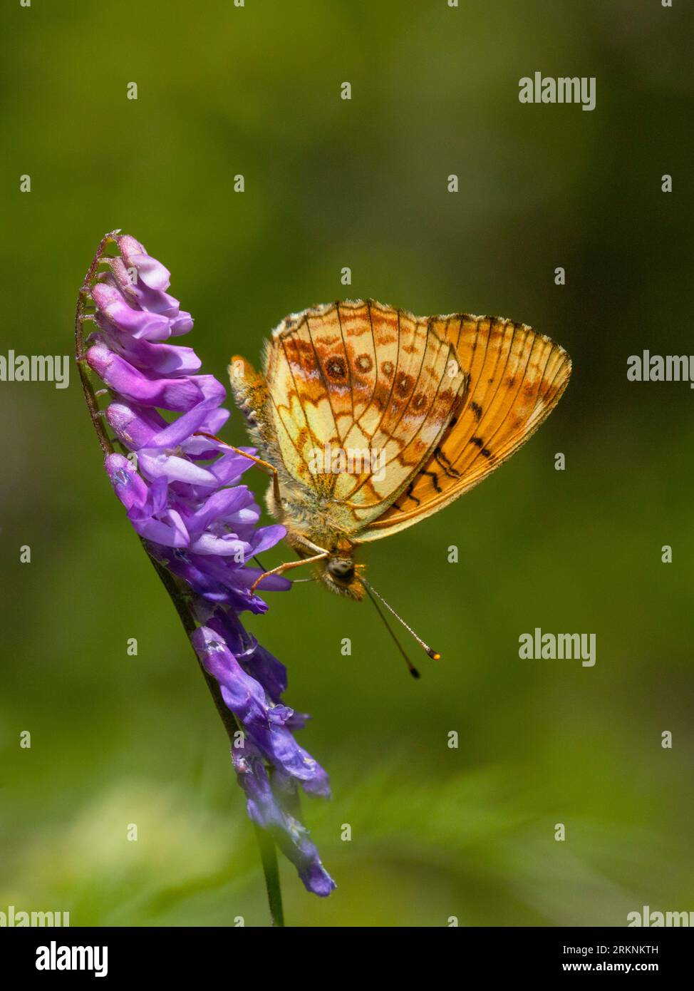 Kleiner Marmorfritillar (Brenthis ino), sitzt auf einer Wiese, Frankreich, Mercantour Nationalpark Stockfoto