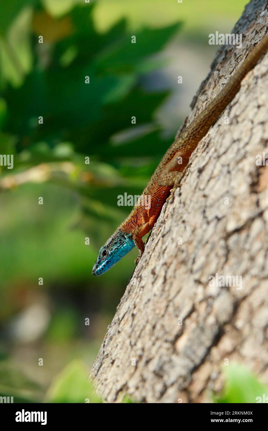 Blaukehleidechse, dalmatinische Algyroides (Algyroides nigropunctatus, Algiroides nigropunctatus), männlich in Zuchtfärbung an einem Baum Stockfoto