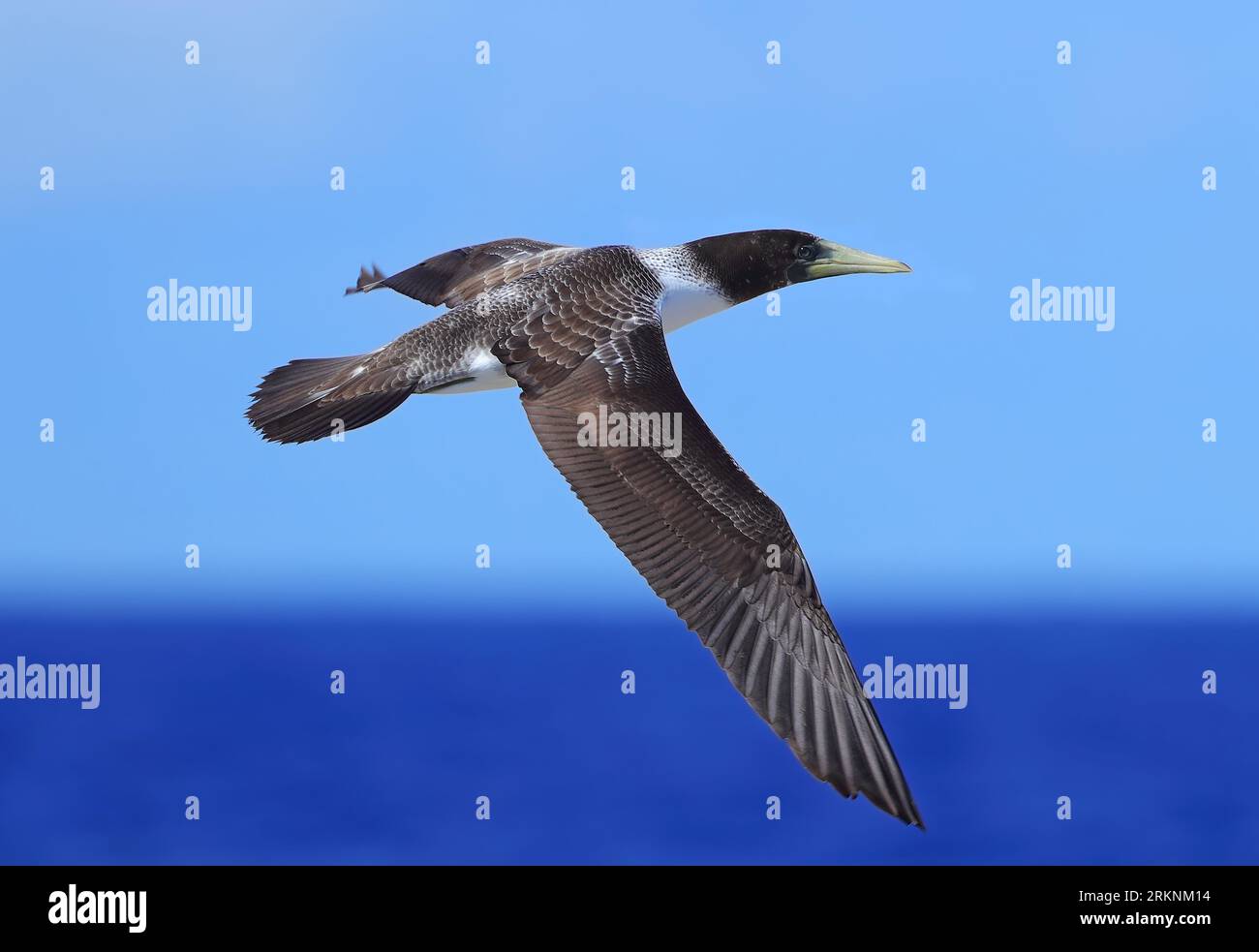 Blaugesicht (Sula dactylatra), immatue im Flug, Französisch-Polynesien, Tuamotu-Archipel, Tekokota Stockfoto