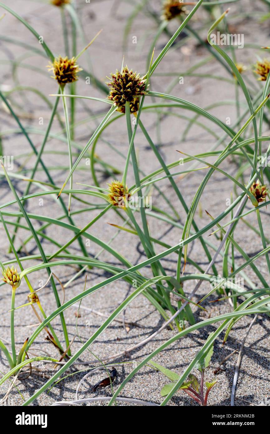 Capitate Galingale, Capitate Nussgras (Cyperus capitatus, Cyperus maritimus, Chlorocyperus aegyptiacus), blühend am Strand, Kroatien Stockfoto