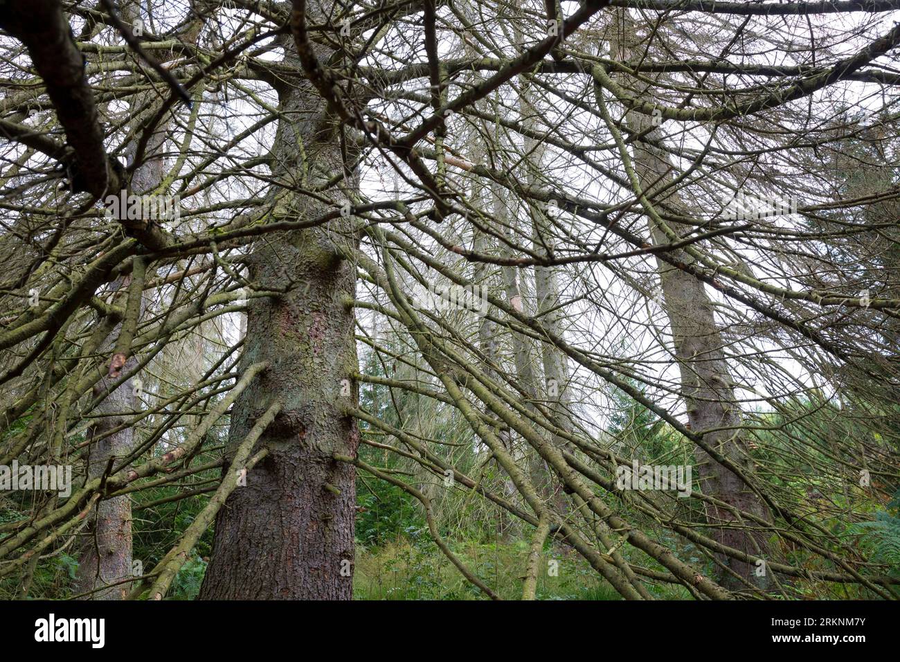 Fichte (Picea abies), Fichtenwald, Fichten sind ausgetrocknet und durch Rindenkäfer beschädigt worden, Deutschland Stockfoto