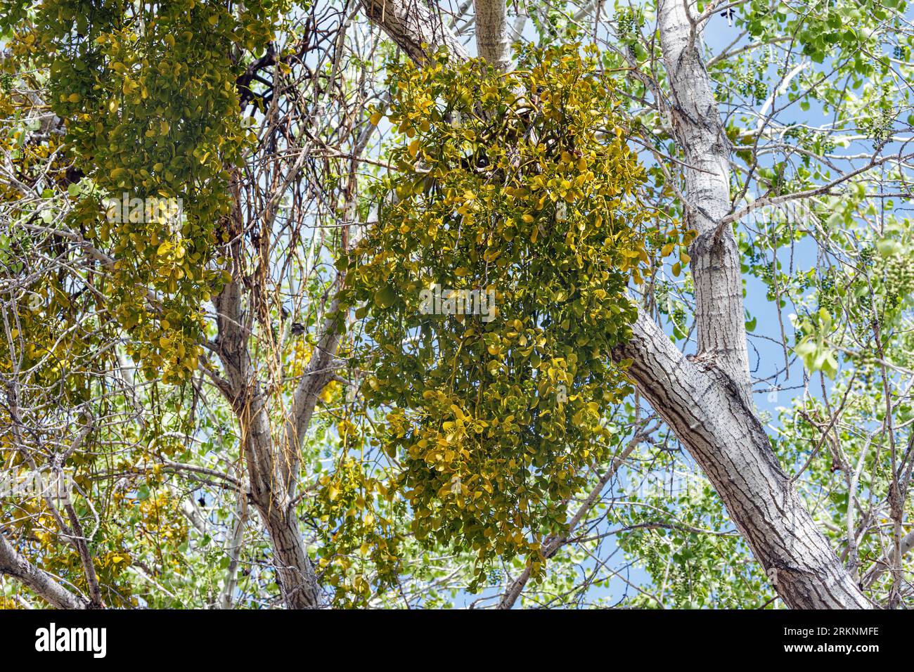 Colorado Desert Mistel, bigleaf Mistel, Christmas Mistel (Phoradendron macrophyllum), Mistel auf Cottonwood-Tree, USA, Arizona, Verde River Stockfoto