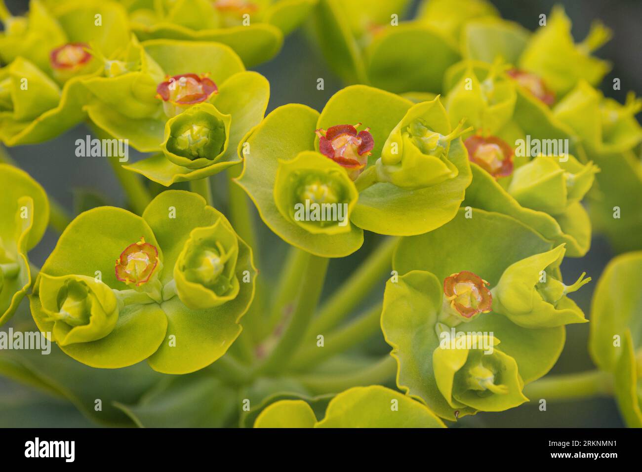 Spurg Familie (Euphorbiaceae), Blumen, , USA, Arizona Stockfoto