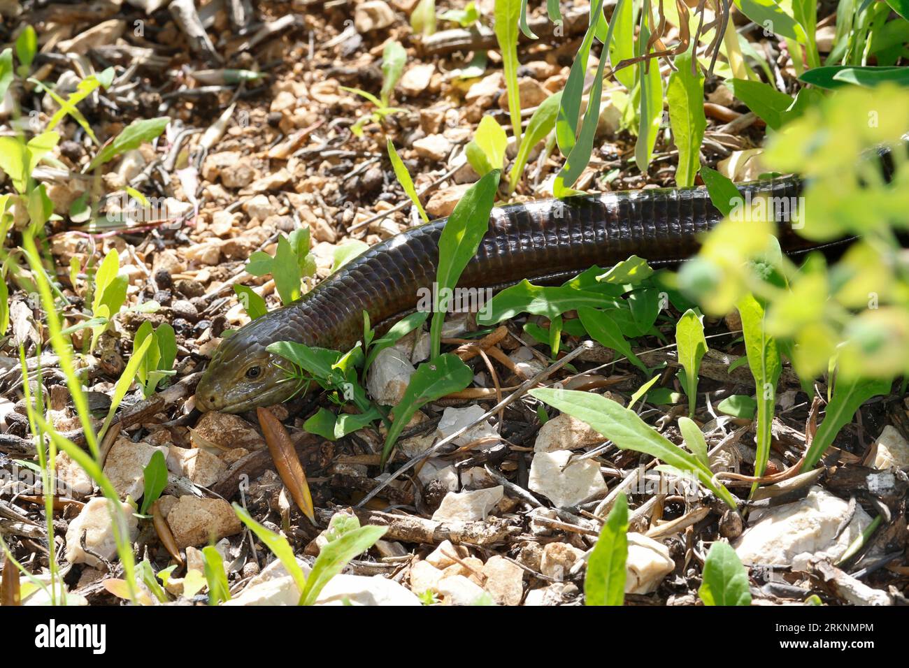 Europäische Glaseidechse, gepanzerte Glaseidechse (Ophisaurus apodus, Pseudopus apodus), kriechend, Kroatien Stockfoto