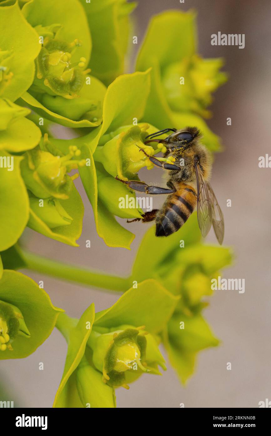 Wildbiene (Apidae), Wildbiene trinkender Nektar bei Spurgblume, USA, Arizona Stockfoto