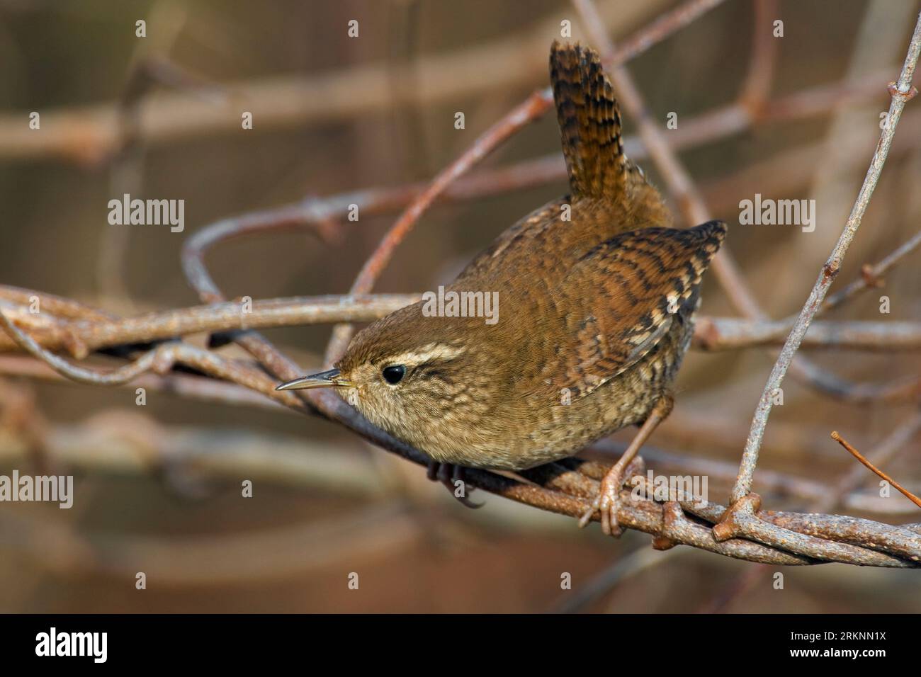 Eurasischer Wren, nördlicher Wren (Troglodytes troglodytes), sitzend auf Zweig, Italien, Toskana Stockfoto