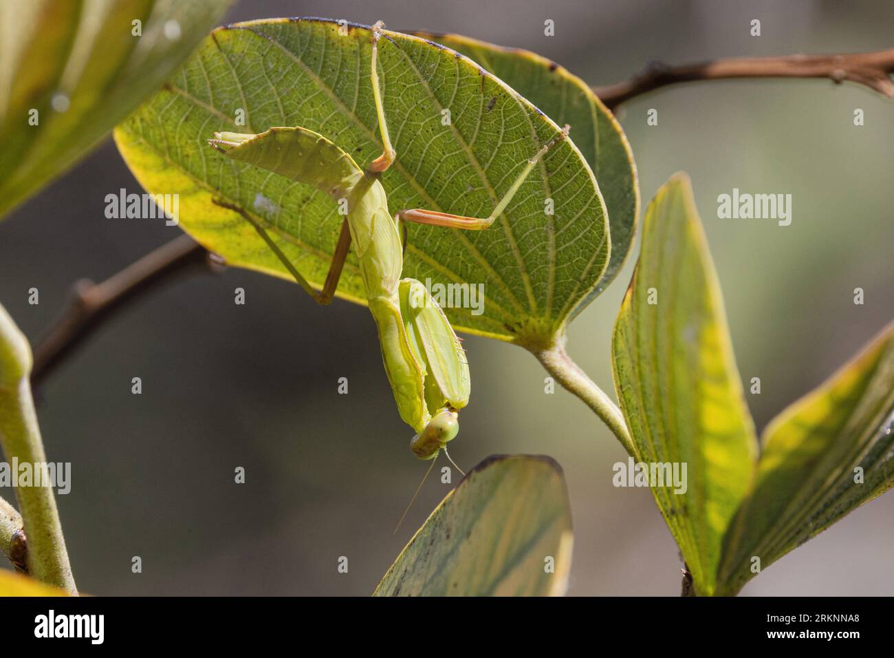 Mantid (Mantodea, Mantoptera), Larve on Leaf, USA, Hawaii, Maui, Kihei Stockfoto