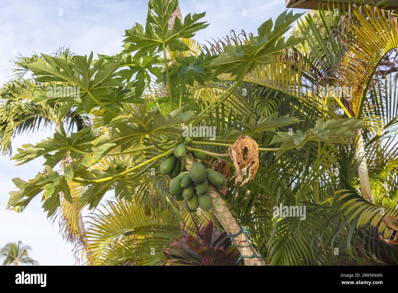 Papaya, Papaw, Paw Paw, Mamao, Baummelone (Carica Papaya), Blumen und Früchte auf einem Baum, USA, Hawaii, Maui, Kihei Stockfoto