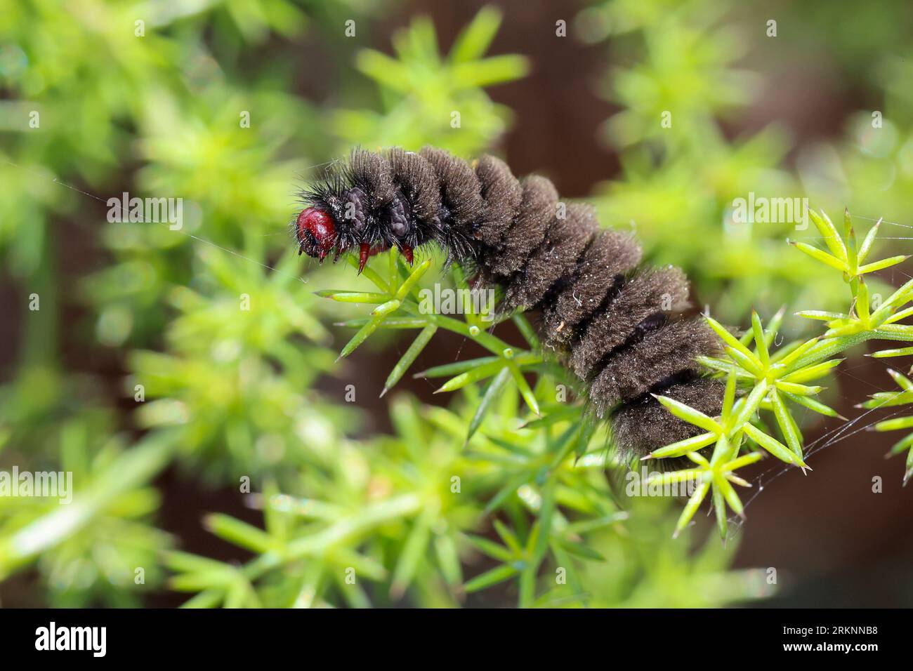 Gelbgurt-burnet (Syntomis phegea, Amata phegea), raupe in einem Werk, Seitenansicht, Kroatien Stockfoto