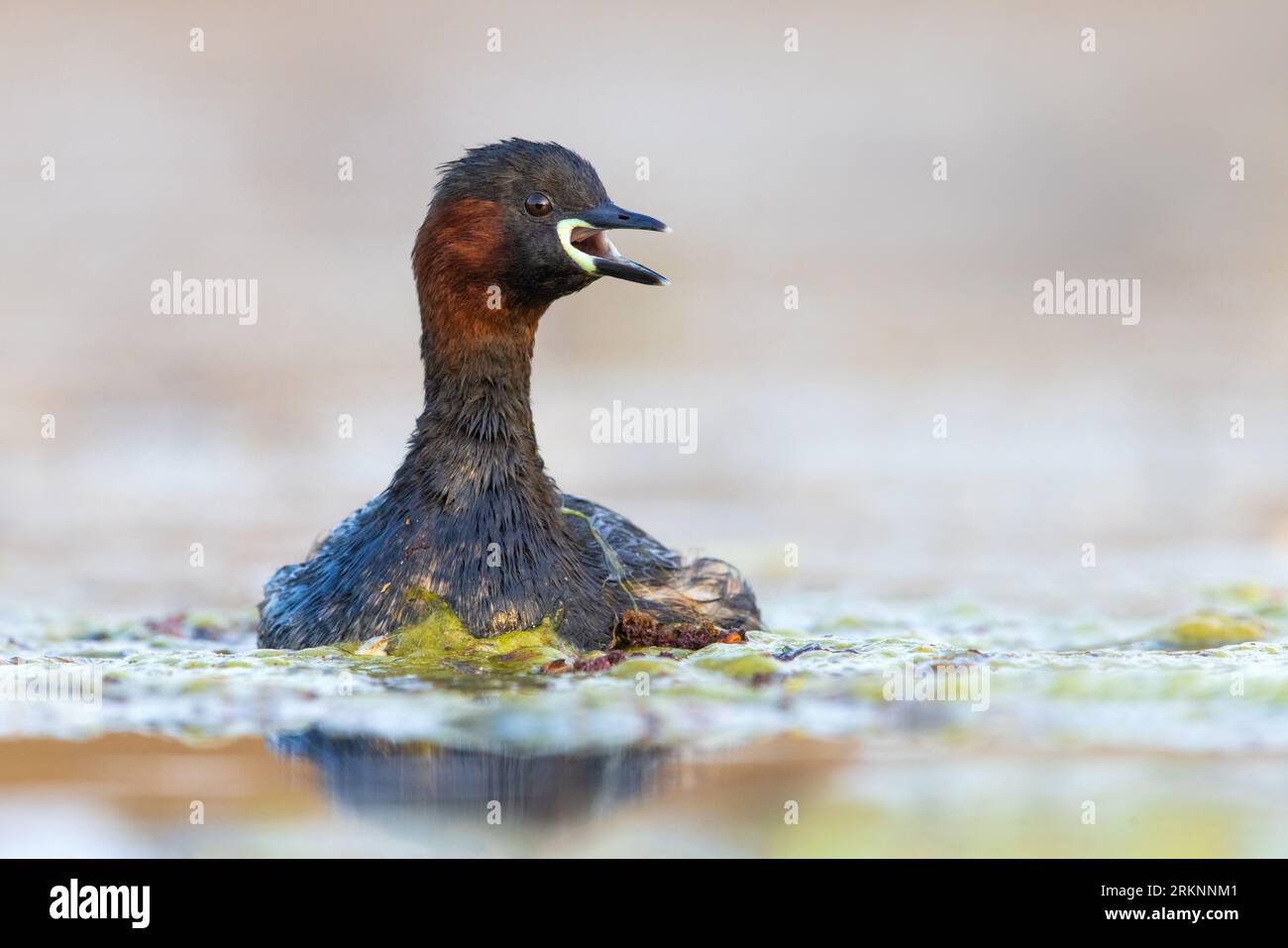 Kleine Grebe (Podiceps ruficollis, Tachybaptus ruficollis), Schwimmen auf See Calling, Italien, Toskana Stockfoto