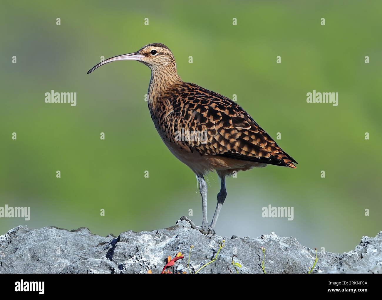 Borstendickes Curlew (Numenius tahitiensis), sitzend auf einem Felsen, Französisch-Polynesien, Tuamotu-Archipel, Tekokota Stockfoto