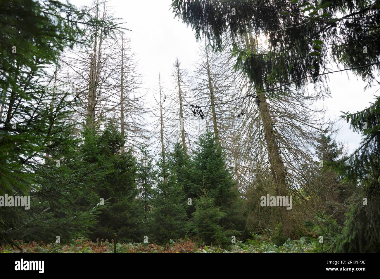 Fichte (Picea abies), Fichtenwald, Fichten sind ausgetrocknet und durch Rindenkäfer beschädigt worden, Deutschland Stockfoto