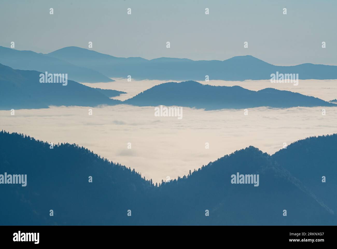 Der Nebel ist ein bewaldeter Berghang in einem tief gelegenen Tal mit Silhouetten von immergrünen Nadelbäumen Stockfoto