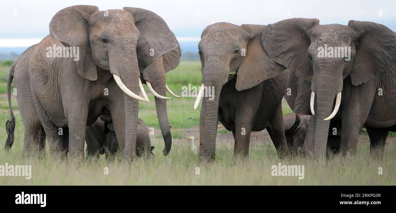 Bildnummer: 57988403 Datum: 13.05.2012 Copyright: imago/Xinhua (120514) -- NAIROBI, 14. Mai 2012 (Xinhua) -- ein Elefant (1. L) ernährt sein Baby im Amboseli-Nationalpark, Kenia, 13. Mai 2012. Mit einer Fläche von 390 Quadratkilometern ist der Amboseli-Nationalpark berühmt dafür, der beste Ort in Afrika zu sein, um frei lebende Elefanten in der Nähe zu finden. Der Park bietet auch einen spektakulären Blick auf den Kilimandscharo. (Xinhua/Ding Haitao) KENIA-NATUR-ELEFANT PUBLICATIONxNOTxINxCHN Reisen Natur Afrika Tiere Elefant Nationalpark xjh x0x 2012 quer 57988403 Datum 13 05 2012 Copyright Imago XINHUA Nairo Stockfoto