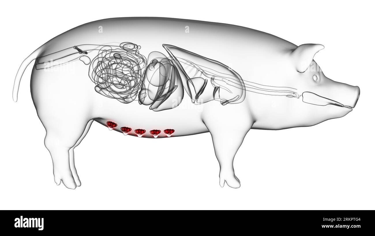 Schwein-Milchdrüsen, Abbildung. Stockfoto
