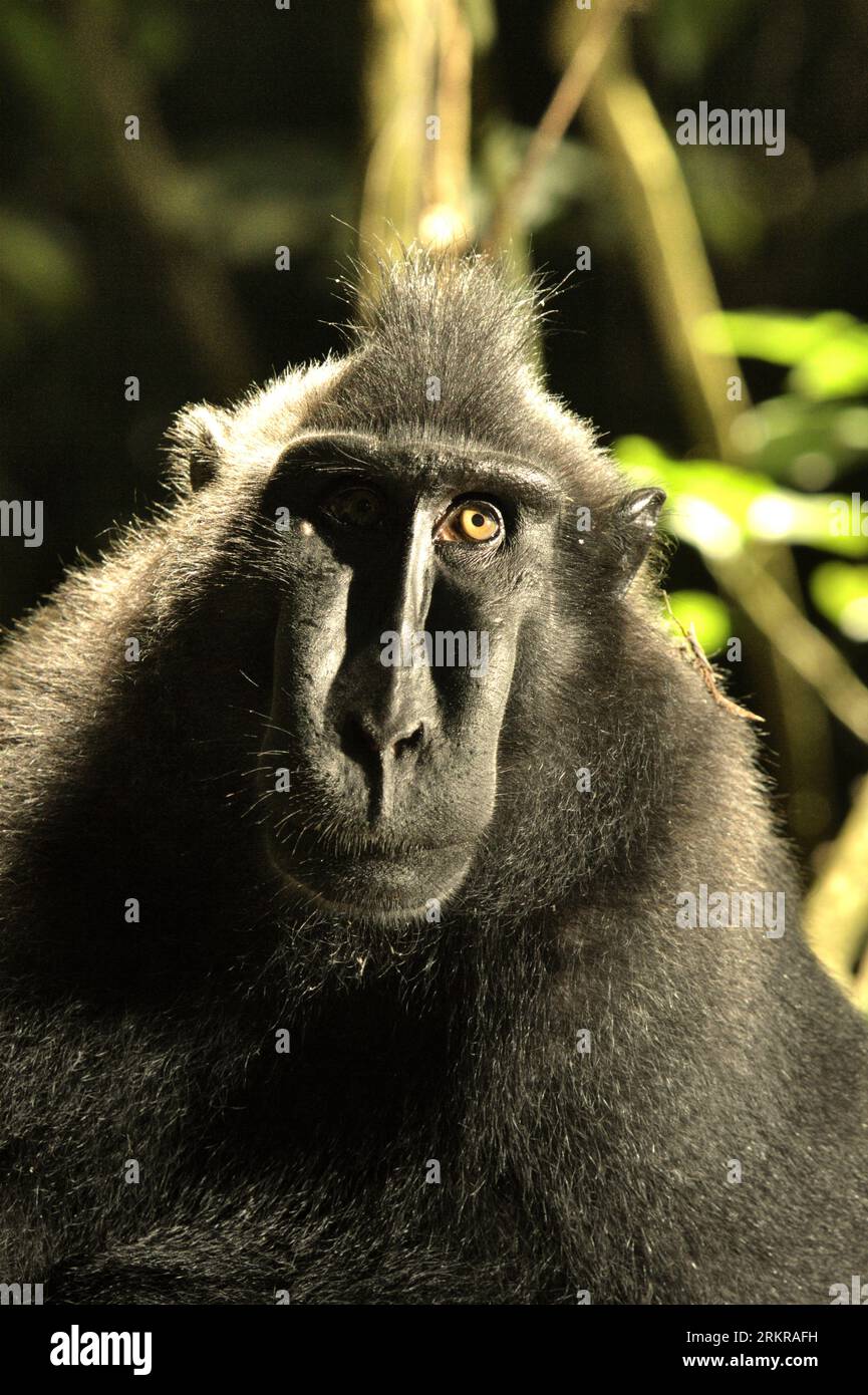 Porträt eines Celebes-Makaken (Macaca nigra) im Tangkoko-Wald, Nord-Sulawesi, Indonesien. Klimawandel und Krankheiten stellen eine neue Bedrohung für Primaten dar, während Makaken mit Hauben zu den 10 % der Primatenarten gehören, die besonders anfällig für Dürren sind. Ein kürzlich erschienener Bericht zeigte, dass die Temperatur im Tangkoko-Wald tatsächlich steigt und der Fruchtbestand insgesamt zurückgeht. Macaca nigra gilt als eine Schlüsselart in ihrem Lebensraum, eine wichtige "Dachart" für den Erhalt der biologischen Vielfalt. Ihre Anwesenheit ist ein guter Indikator für die aktuelle Gesundheit des Ökosystems. Stockfoto