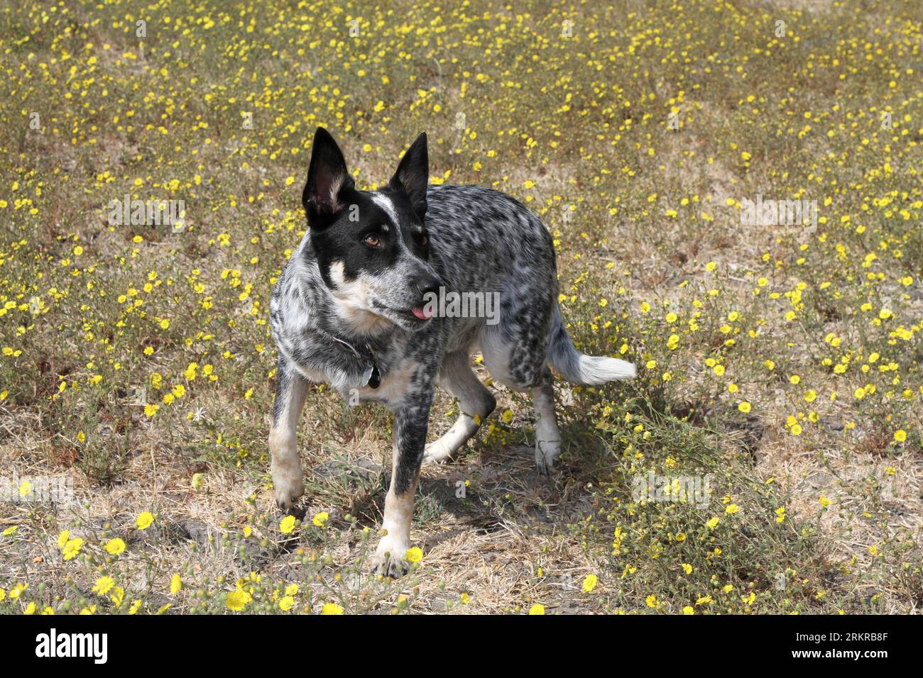 Australischer Rinderhund, der mit Wildblumen auf dem Feld steht Stockfoto