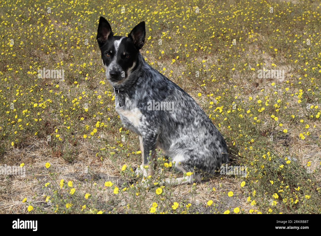 Australischer Rinderhund, der auf dem Feld der Wildblumen sitzt Stockfoto