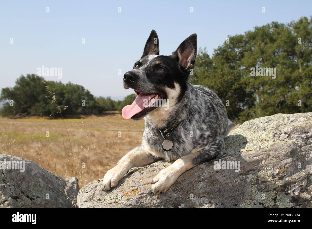 Australischer Rinderhund, der in der Natur auf Felsen liegt. Stockfoto