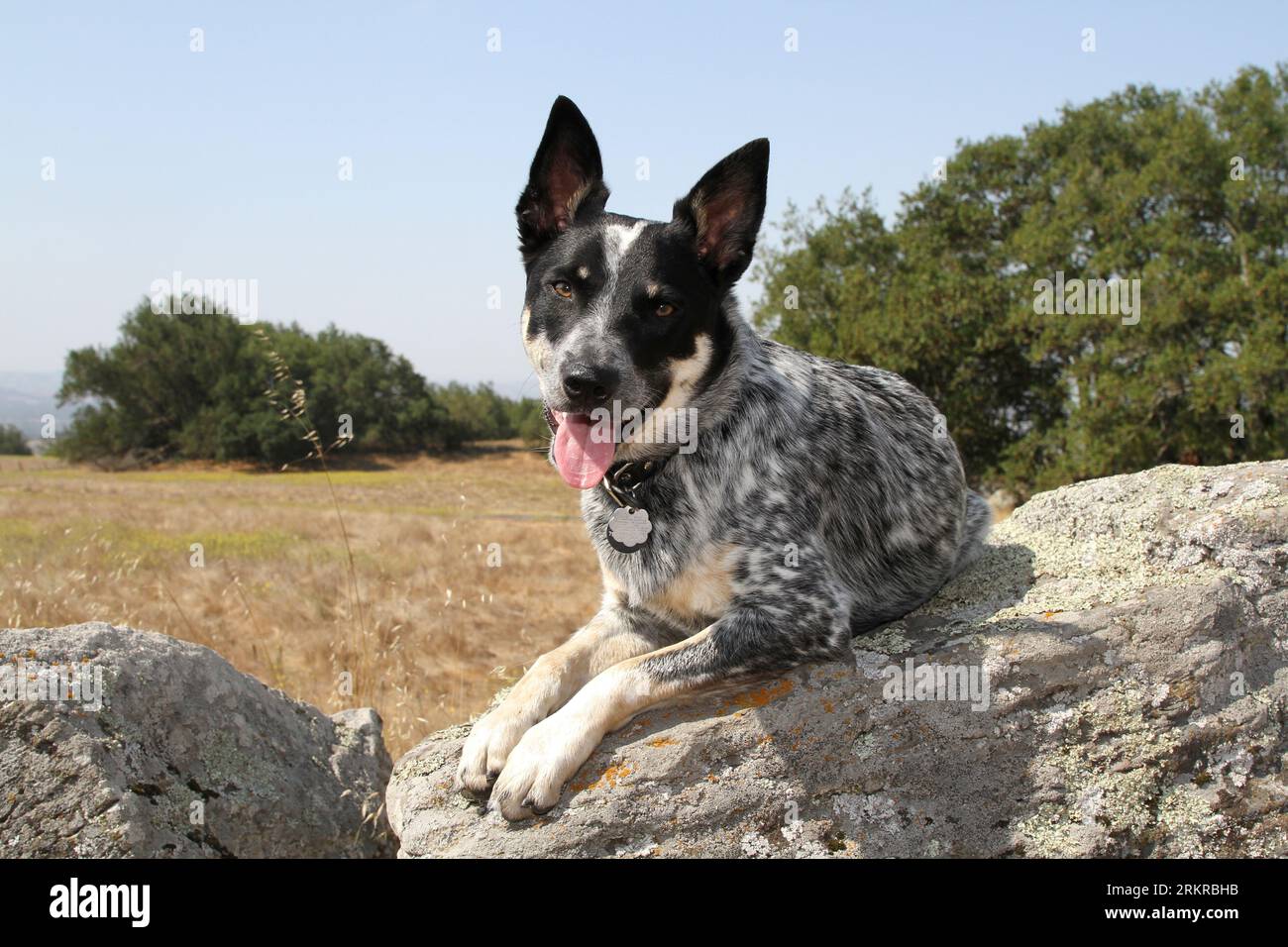 Australischer Rinderhund, der in der Natur auf Felsen liegt Stockfoto