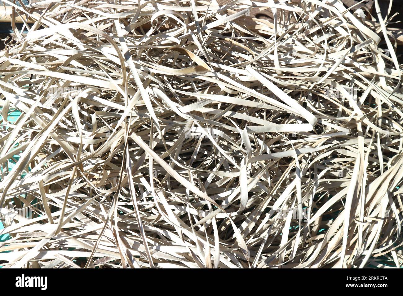 Getrocknete Pandanusblätter, die zu Matten gewebt werden können. Vor dem Weben müssen diese Rohstoffe vollständig trocken sein Stockfoto