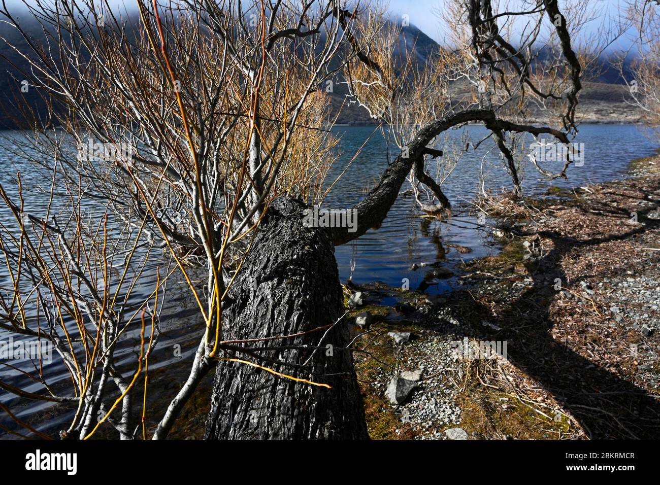 Willow Trees überhängen Lake Pearson bei Dawn and Early Spring Growth, Canterbury, Neuseeland Stockfoto