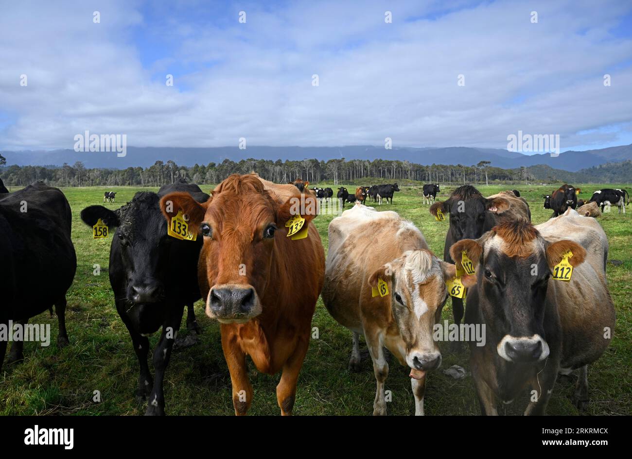 Nahaufnahme einer Milchkuhherde in Karamea, West Coast, South Island, Neuseeland Stockfoto