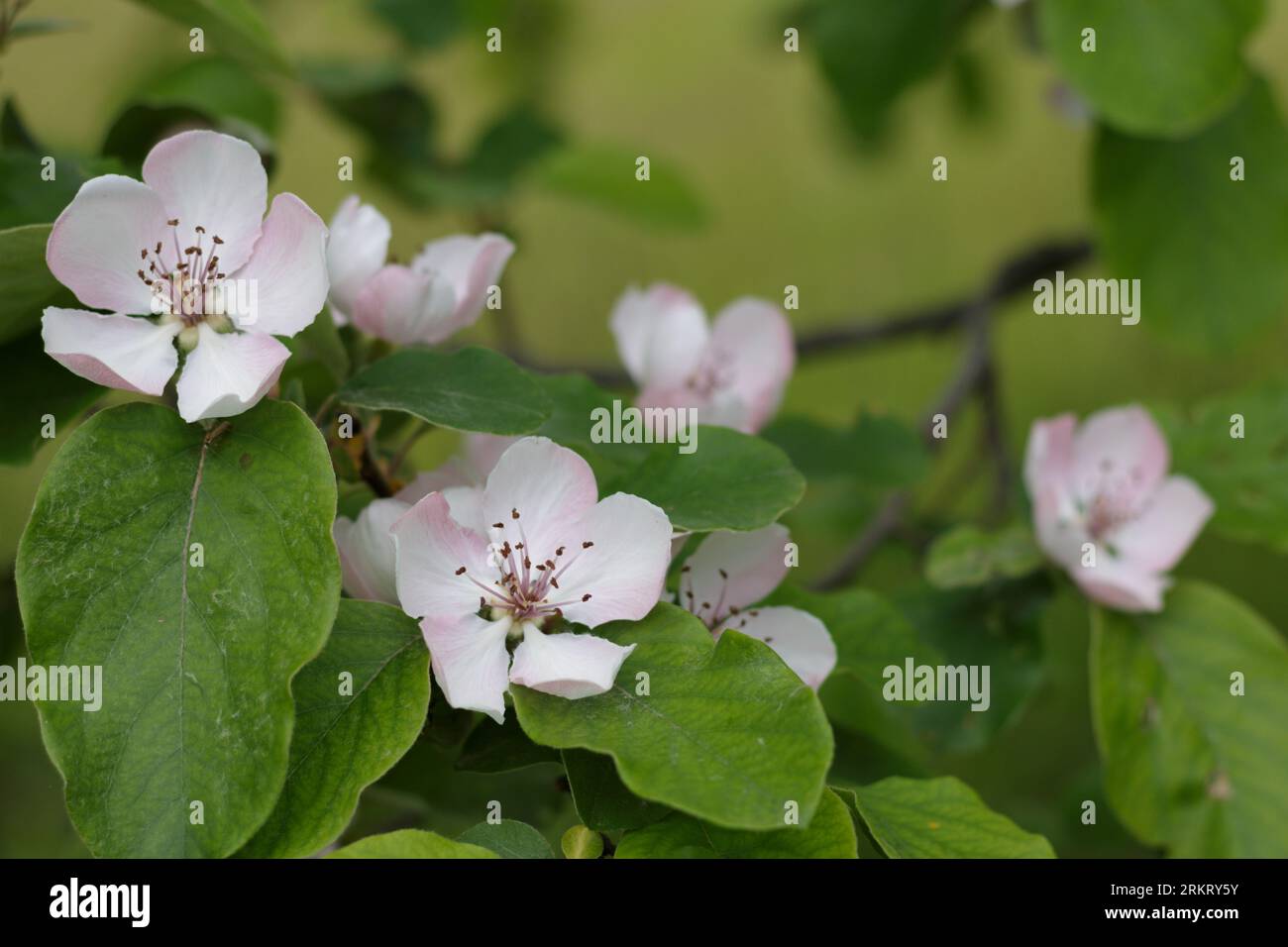 Quittenblütenblüten am Baum im Frühjahr Stockfoto