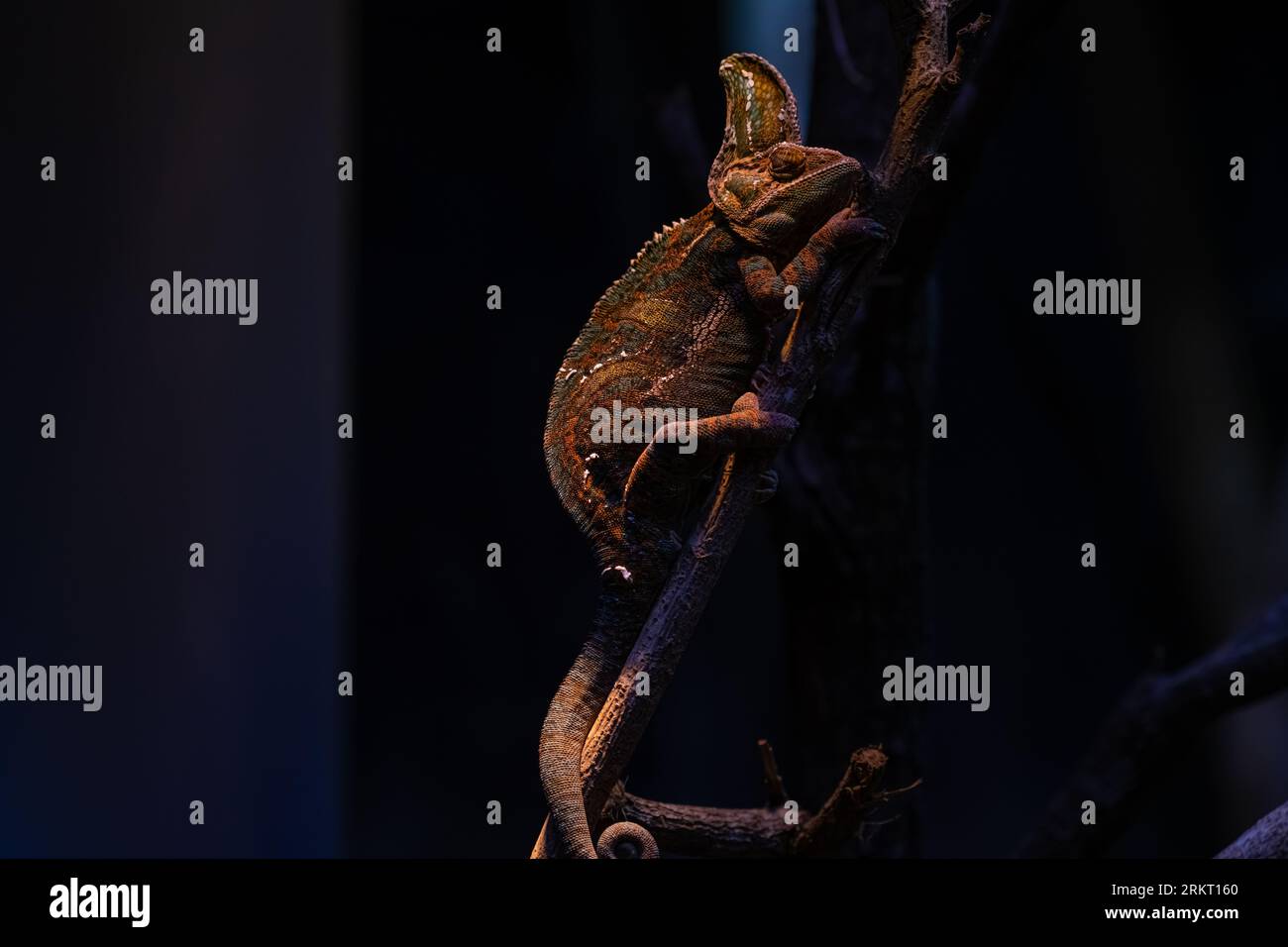 Chamäleon Furcifer pardalis Ambolobe 2 Jahre alt, Madagaskar-endemisches Panther-Chamäleon im wütenden Zustand, reines Ambilobe, horizontales Bild Stockfoto