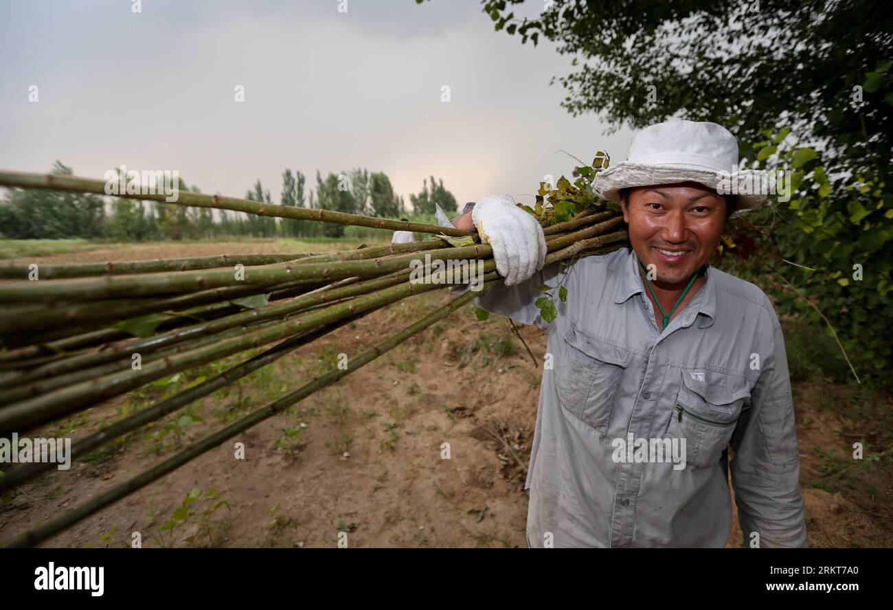 Bildnummer: 58394212 Datum: 25.08.2012 Copyright: imago/Xinhua (120828) -- PEKING, 28. August 2012 (Xinhua) -- Mase Hiroki trägt Setzlinge in Engebei, Ordos, Nordchina, Autonome Region Innere Mongolei, 25. August 2012. MASE Hiroki, ein 42-jähriger Mann aus Nagoya, Japan, gab 2004 seinen Job als Friseur auf. Er kam dann nach China und spuckte einen Freiwilligen, um Bäume in Wüstengebieten zu Pflanzen. Seit er 2007 nach Engebei zog, haben er und zwei weitere Teammitglieder, Tanabe Mihoko, seine Verlobte und Tanabe Hidenori, jedes Jahr etwa 500 japanische Freiwillige empfangen und 15.000 Setzlinge gezüchtet Stockfoto