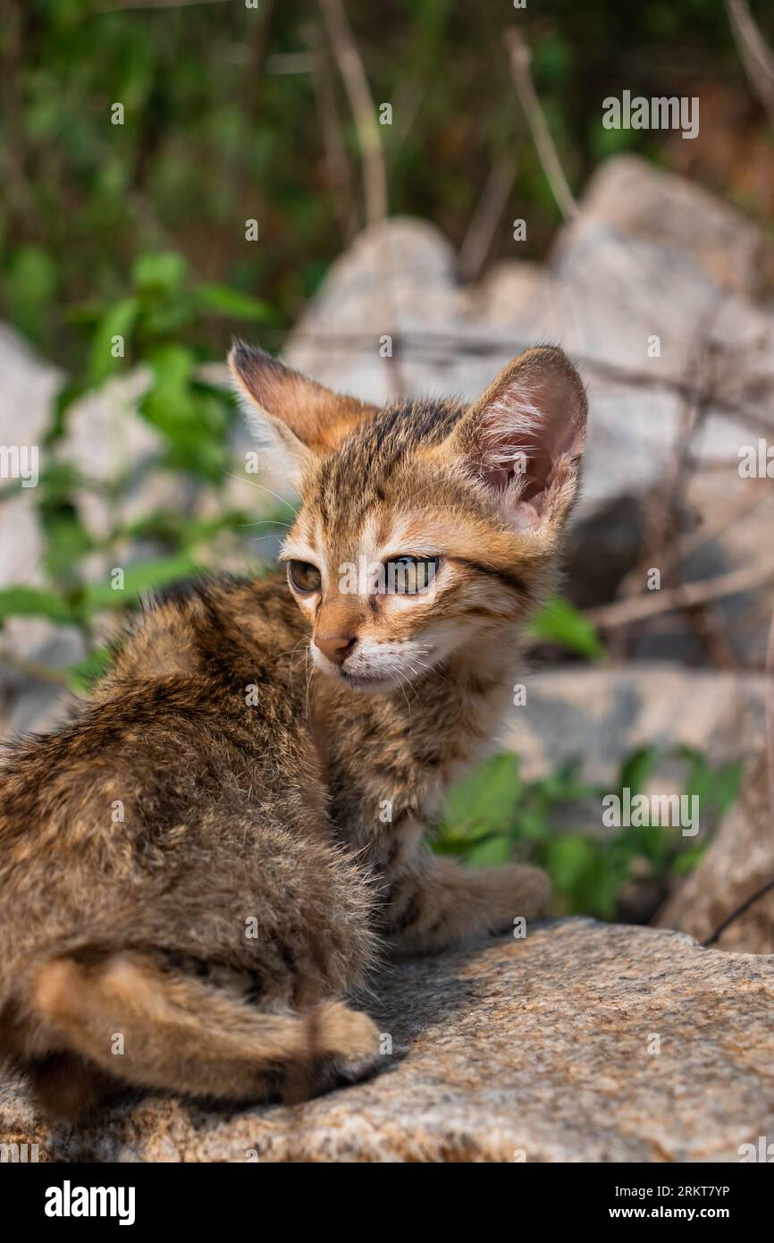 Neugierige Katze, glückliche Katze, natürliche Tiere, kleine bis mittelgroße Porträts im Freien. Stockfoto