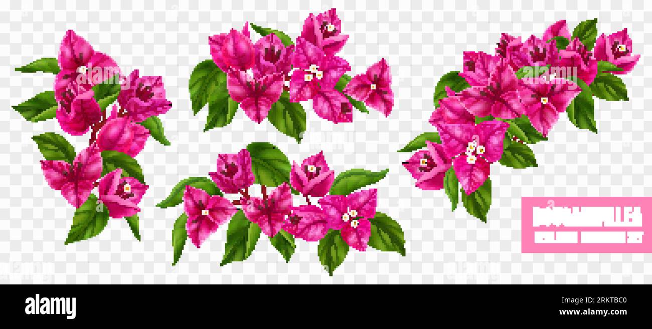 Lila blühende Bougainvillea Zweige realistische Set isoliert an transparenter Hintergrund Vektor-Illustration Stock Vektor