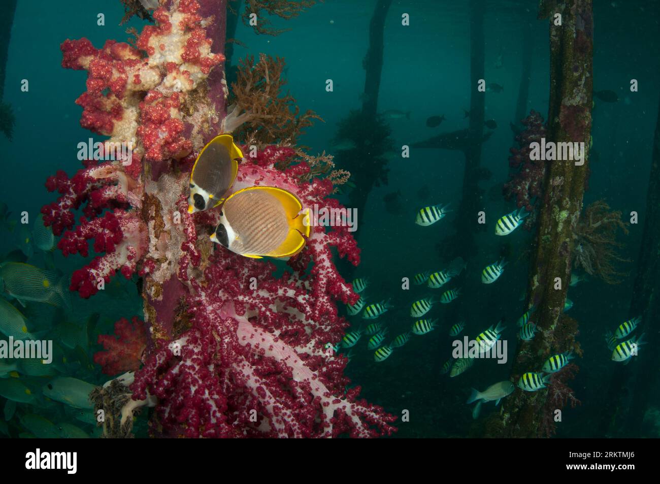 Paar Panda Butterflyfish, Chaetodon adiergastos, von Glomerate Tree Coral, Spongodes sp, auf Pylon mit Indo-Pacific Sergeant Damselfish, Abudefduf V Stockfoto