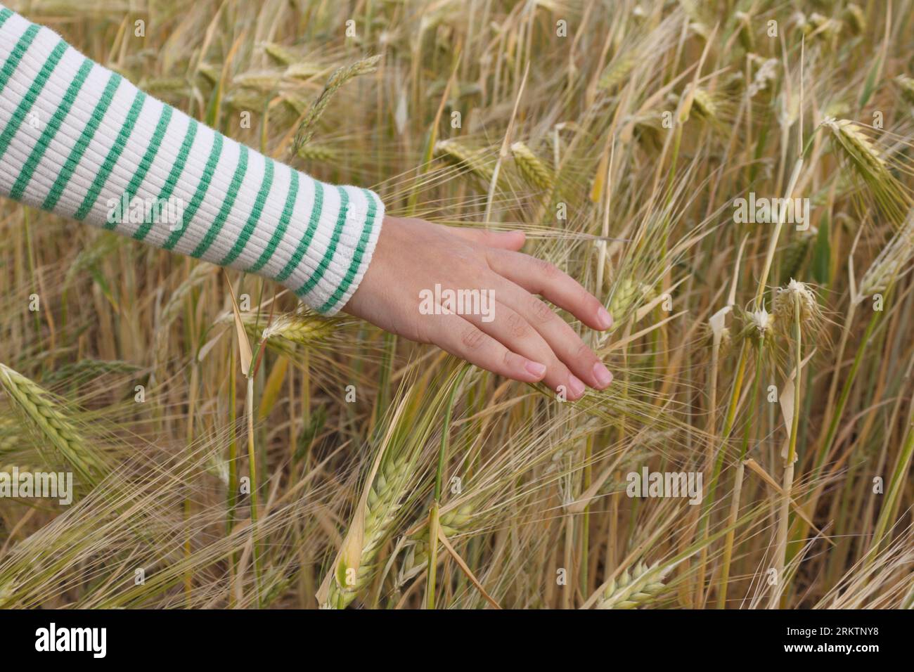 Die Hand eines Kindes in gestreifter Kleidung berührt die Ohren von reifem Weizen, Roggen aus nächster Nähe. Stockfoto