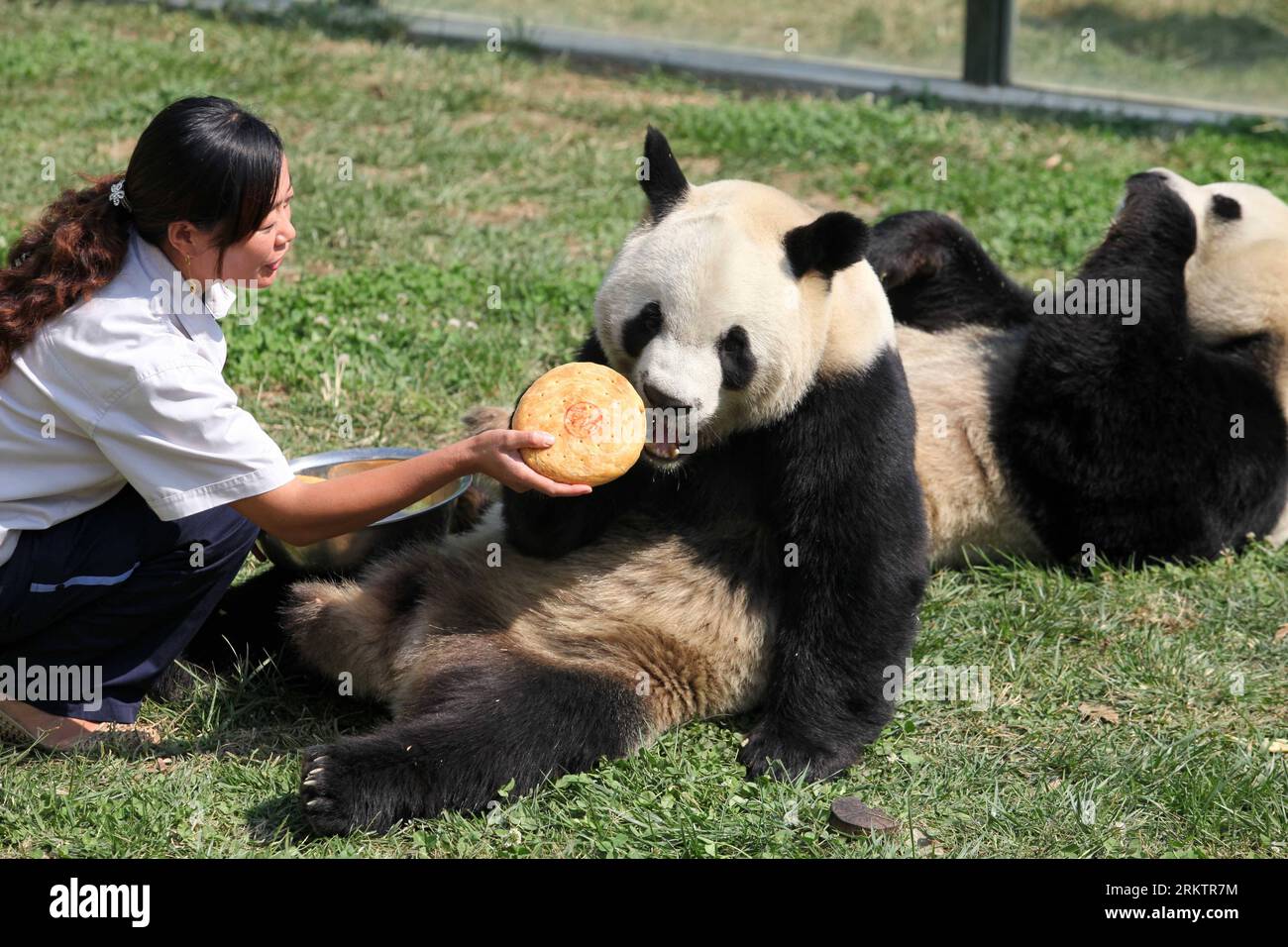 Bildnummer: 58536048 Datum: 30.09.2012 Copyright: imago/Xinhua (120930) -- WEIFANG, 30. September 2012 (Xinhua) -- Ein Mitarbeiter speist Pandas Qin Chuan und Le Le mit Bambusmehl-Mondkuchen in Jinbao Fairyland von Weifang, ostchinesische Provinz Shandong, 30. September 2012. Anlässlich des traditionellen chinesischen Festivals Mitte Herbst, das dieses Jahr am Sonntag stattfindet, haben die Mitarbeiter von Jinbao Fairyland spezielle Mondkuchen für Pandas Qin Chuan und Le Le zubereitet, damit sie den besonderen Tag mit den Menschen genießen können. (Xinhua/Zhang Chi) (wjq) CHINA-SHANDONG-PANDA-MID-HERBSTDAY (CN) PUBLICATIONxNOTxI Stockfoto