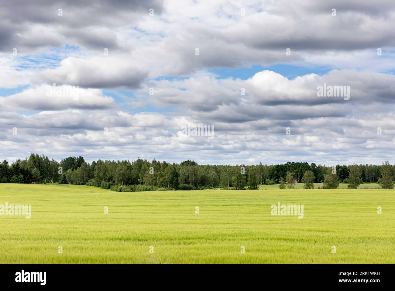 Wunderschöne grüne Felder im Südosten Estlands mit Wolken an einem schönen Sommertag und Wald im Hintergrund, Estland Stockfoto