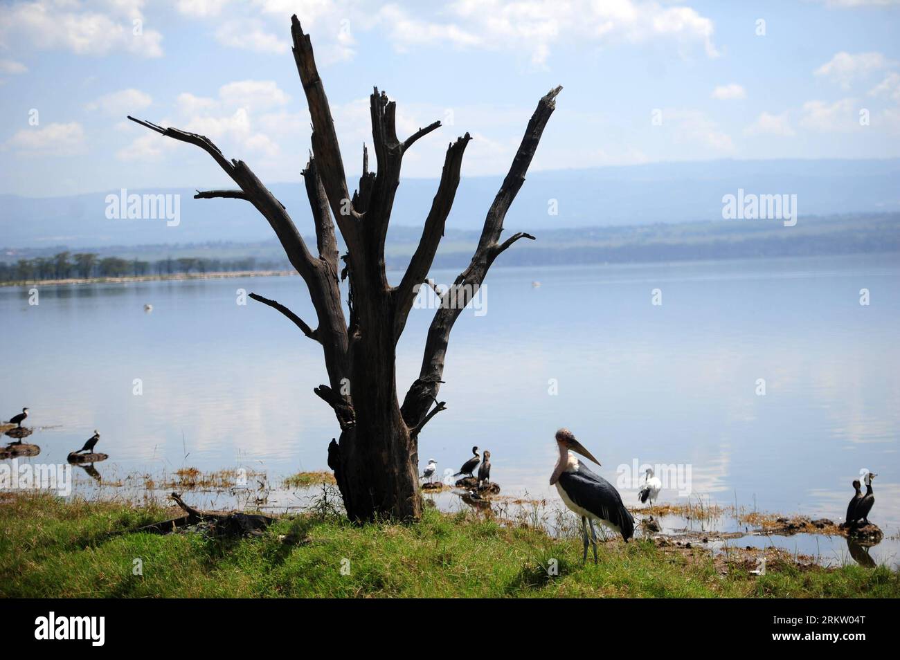 Bildnummer: 58577882 Datum: 11.10.2012 Copyright: imago/Xinhua (121011) -- NAIROBI, 11. Oktober 2012 (Xinhua) -- Birds Stay at the Ufer of Lake Nakuru in Kenya, 5. Oktober 2012. Kenias stellvertretender Vertreter des Entwicklungsprogramms der Vereinten Nationen (UNDP), Chris Gakahu, sagte in Nairobi, dass zunehmende Trockenheit und menschliche Aktivitäten begonnen haben, in die Feuchtgebiete einzudringen. Der Generaldirektor der National Environment Management Authority Geoffrey Wahungu sagte, dass die Regierung gerade dabei sei, eine Feuchtgebietspolitik zu entwickeln, um den Rückgang dieses Naturguts umzukehren. (Xinhua/Ding Haitao) (zf) KENIA-NAIR Stockfoto