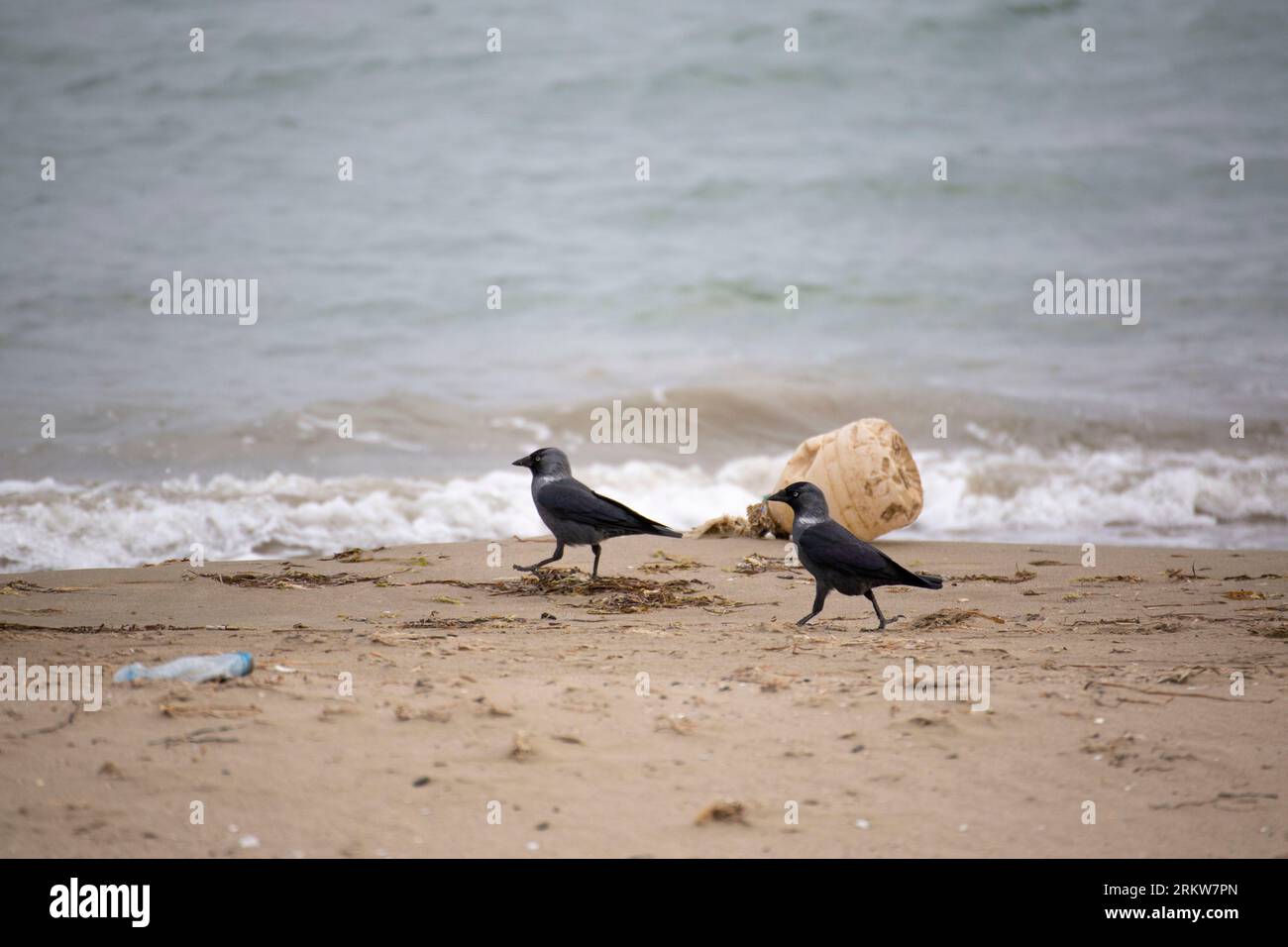 Krähen laufen an einem verschmutzten Strand mit Plastikmüll und grauem Meer Stockfoto