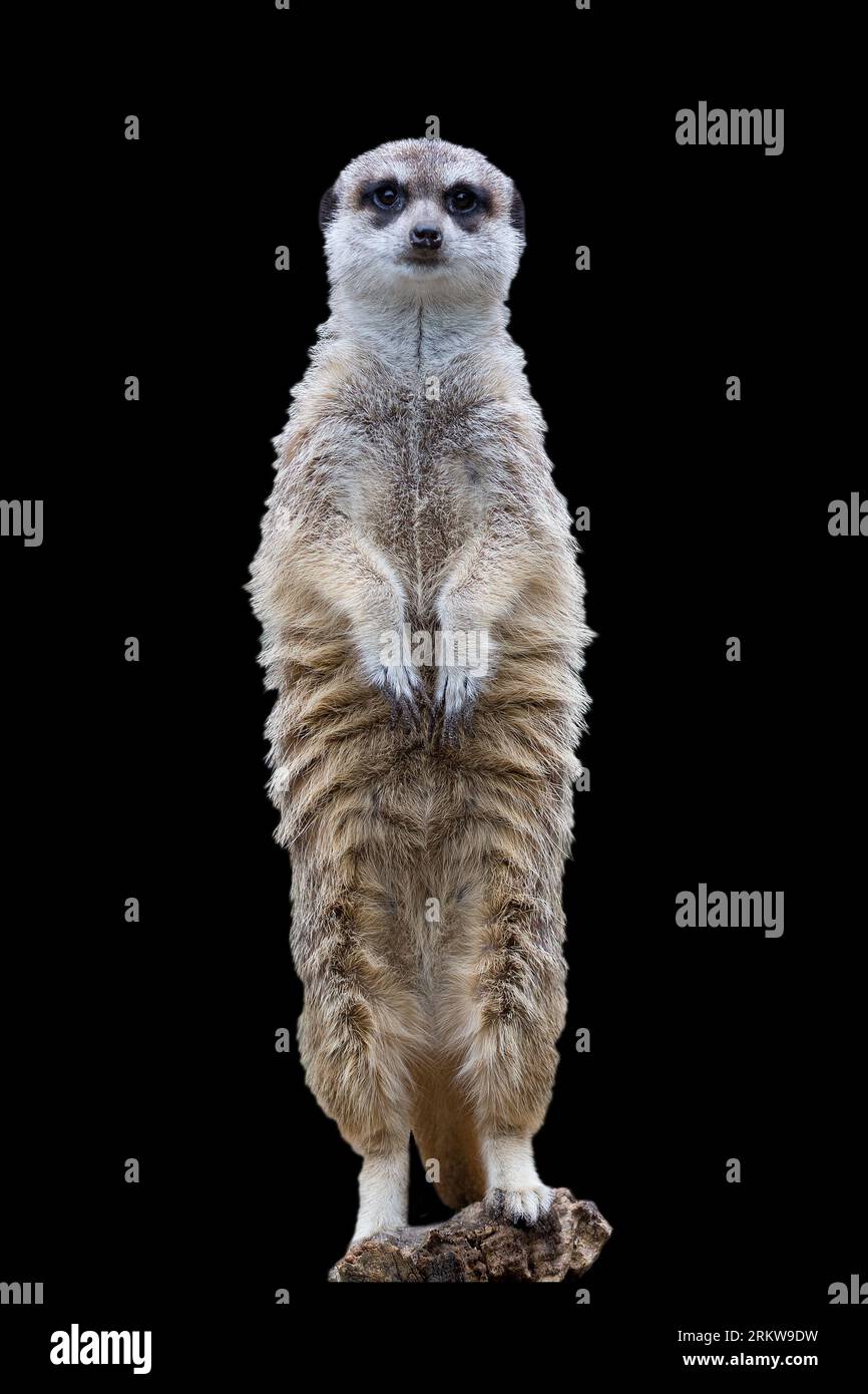 Erdmännchen auf schwarzem Hintergrund - ein Porträt Stockfoto