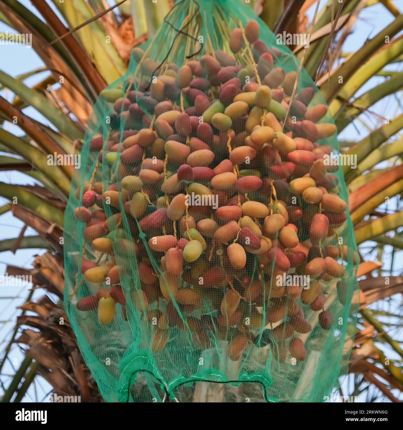 Ernte süßer frischer Dattelsorten Bahi. Reife goldene Früchte stammen aus einer Dattelpalme auf arabischem Ackerland. Stockfoto