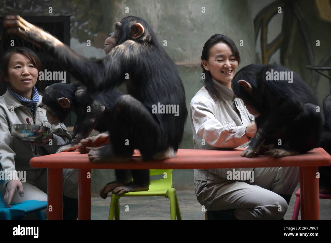 Bildnummer: 58722717  Datum: 20.11.2012  Copyright: imago/Xinhua (121120) -- JINAN, Nov. 20, 2012 (Xinhua) -- Yang Ying (R) and her colleague feed young chimpanzees at Jinan Zoo in Jinan, capital of east China s Shandong Province, Nov. 20, 2012. Prior to becoming a chimpanzee keeper in 2010, Yang Ying had been taking care of snub-nosed monkeys for eight years. When the four chimpanzee cubs she is now attending were first introduced to Jinan Zoo, Yang spent five to six hours a day with them to help them adapt to the new environment. The chimpanzee keeper takes pride in her job despite the labor Stockfoto